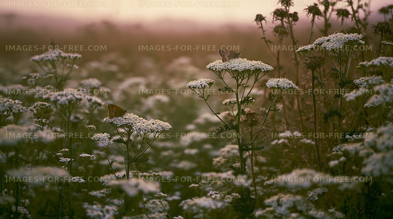 Butterflies resting on white flowers at sunset