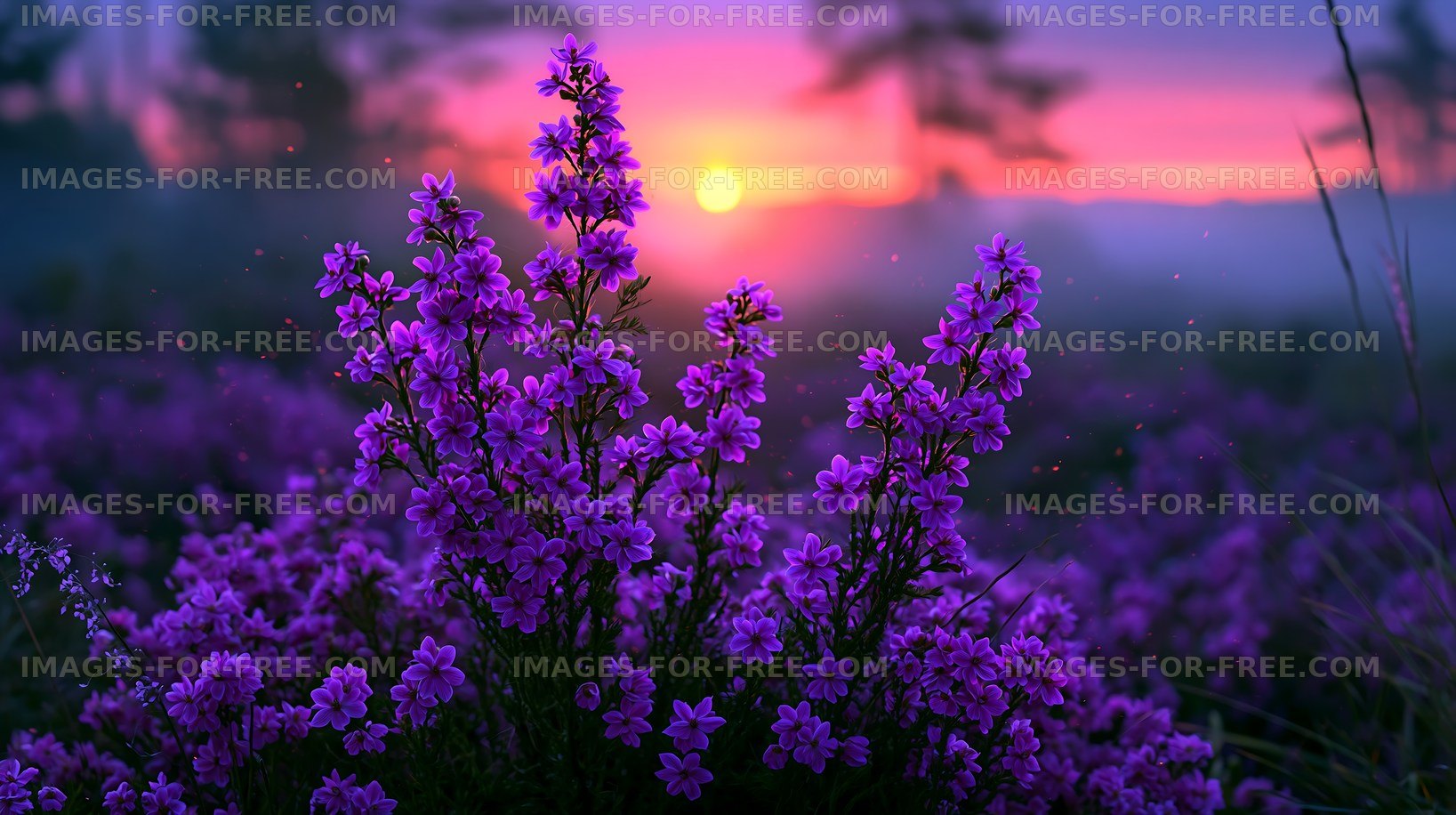 Vibrant purple flowers bloom at sunset in natural setting