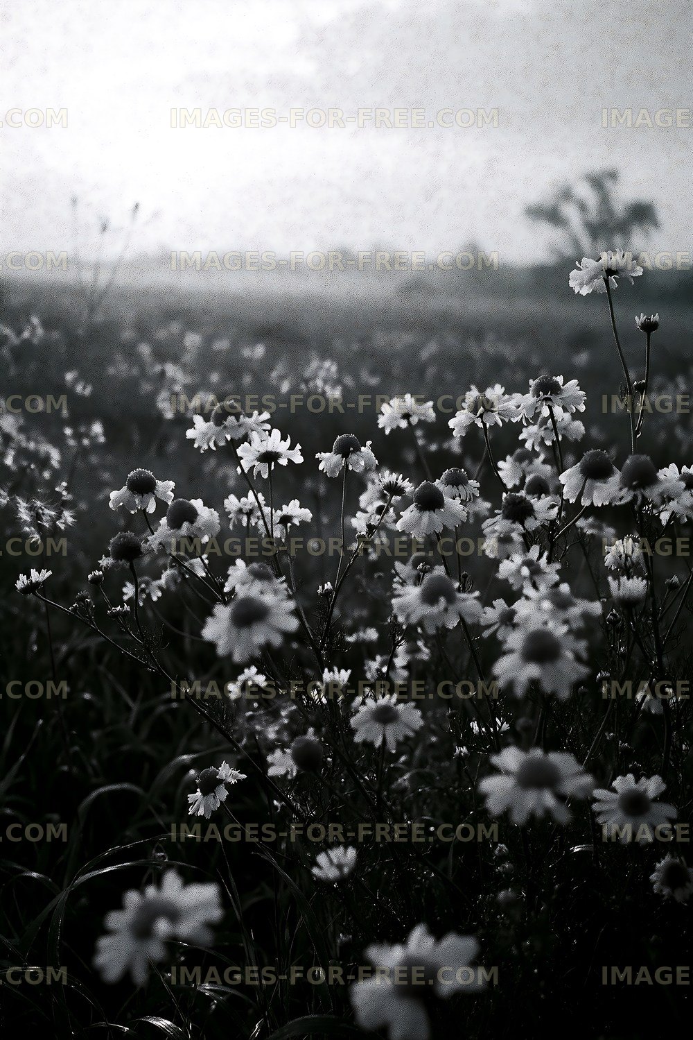 Black and white field of daisies with soft background light