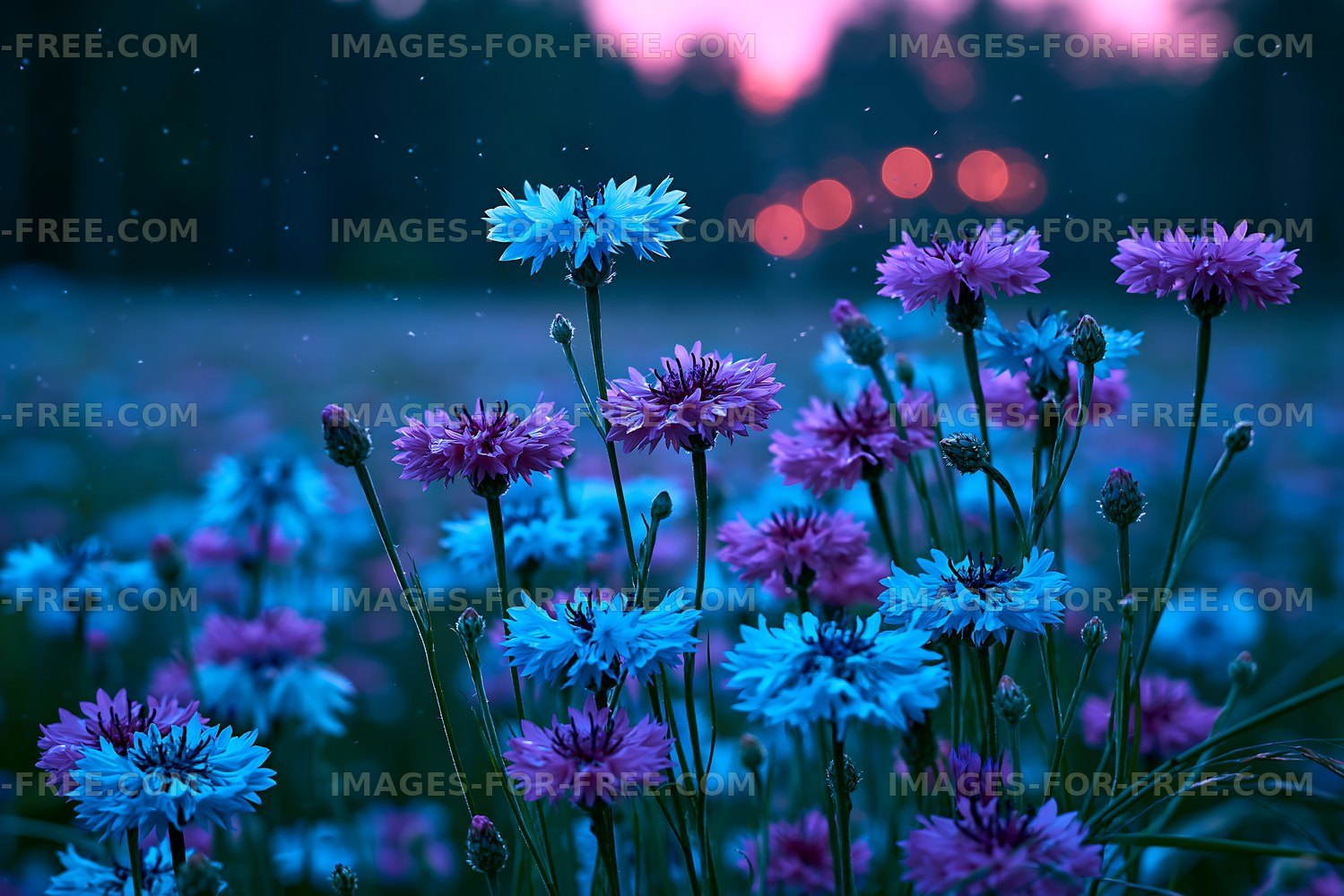Colorful wildflowers bloom at dusk in a peaceful field