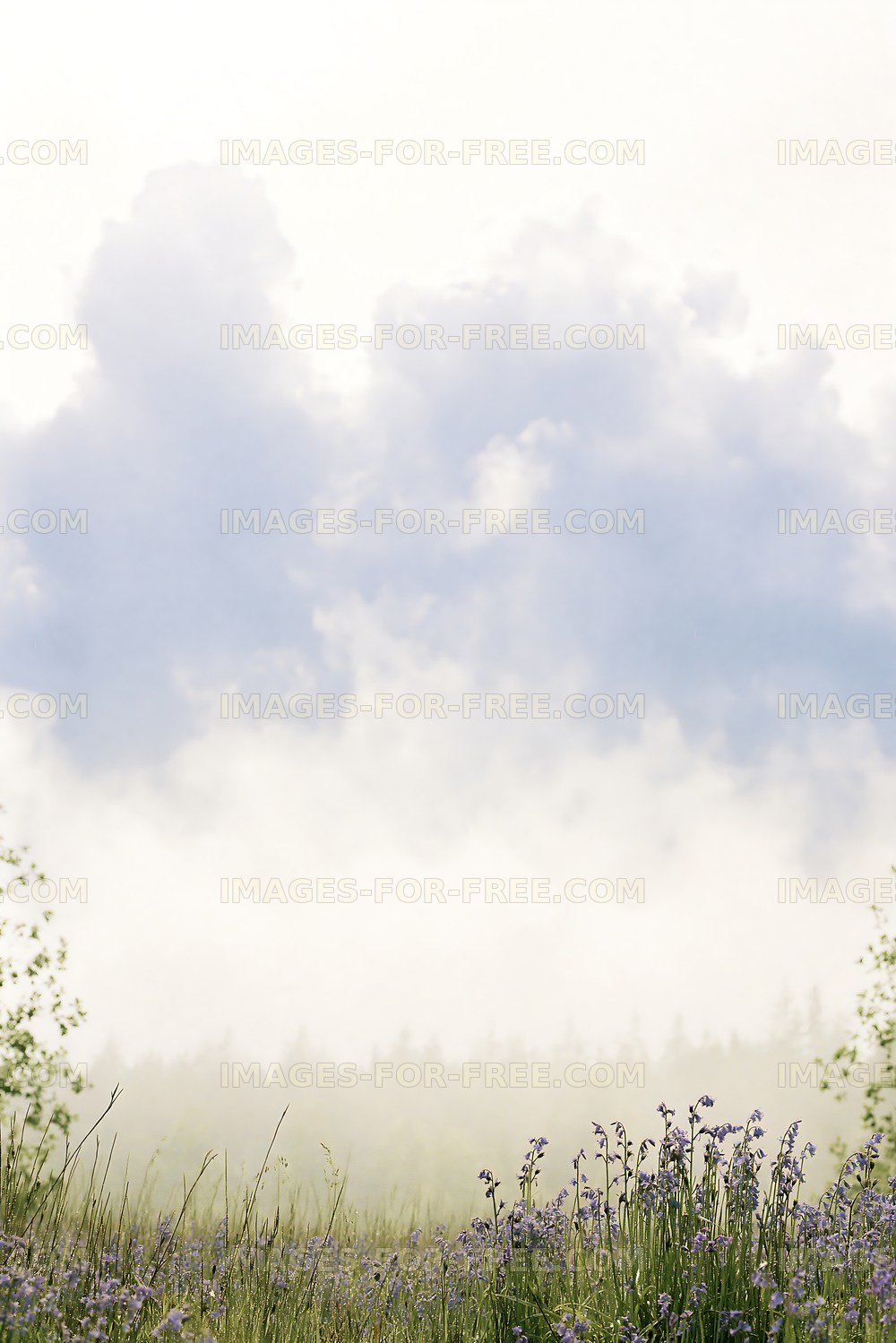 Morning mist over a field with blooming flowers