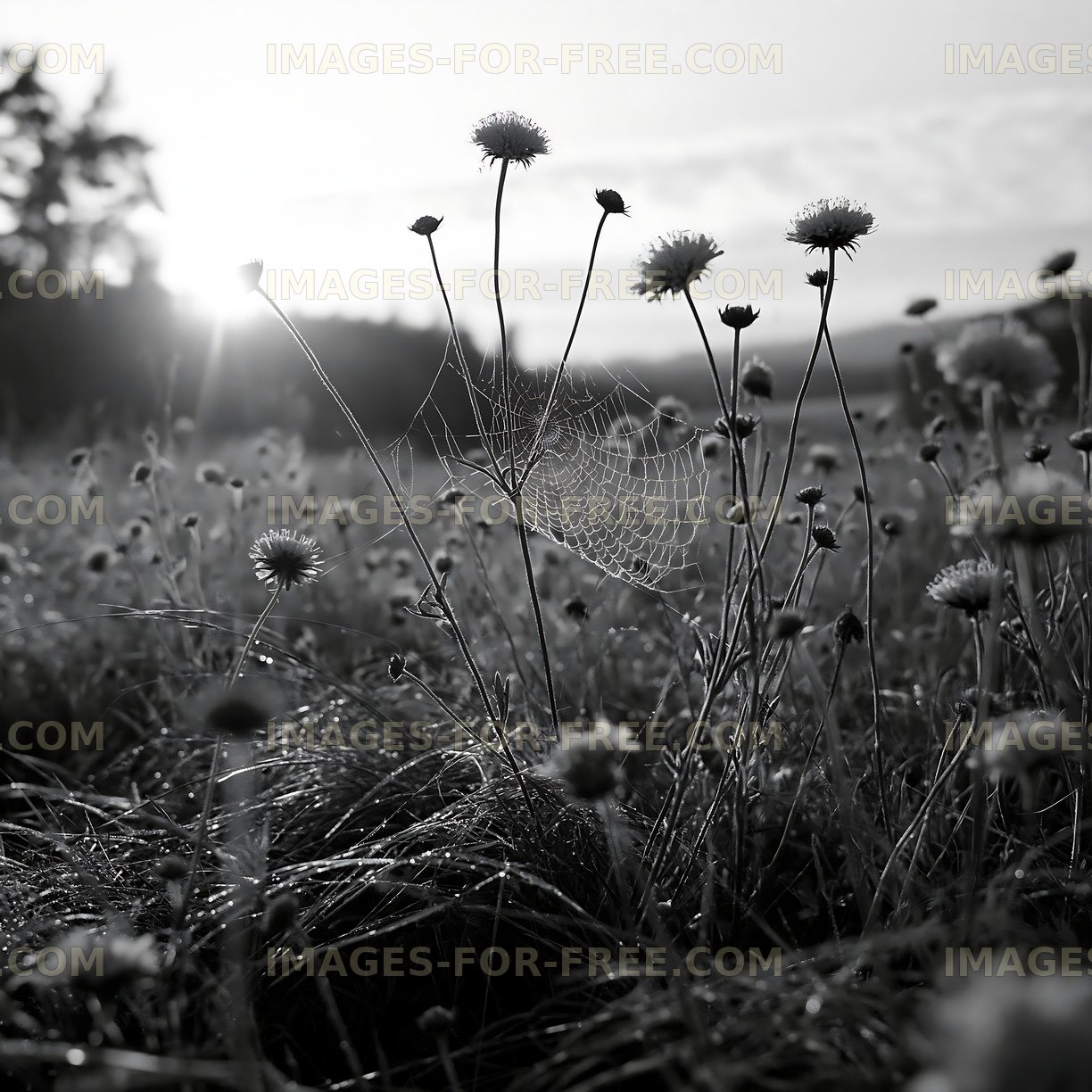 Morning light over wildflowers and spider web
