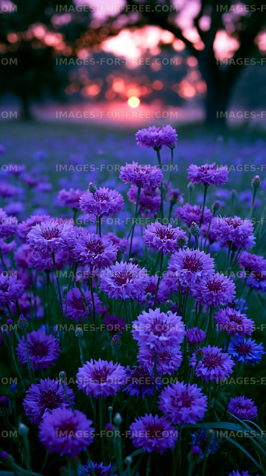 Vibrant purple flowers blooming at sunset