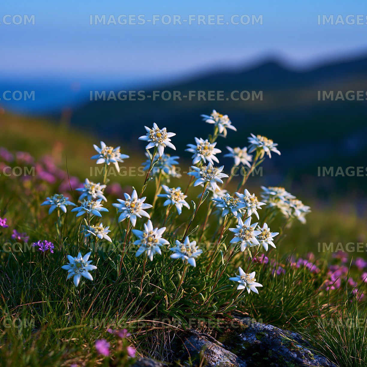 Wildflowers blooming in a mountain meadow during sunset