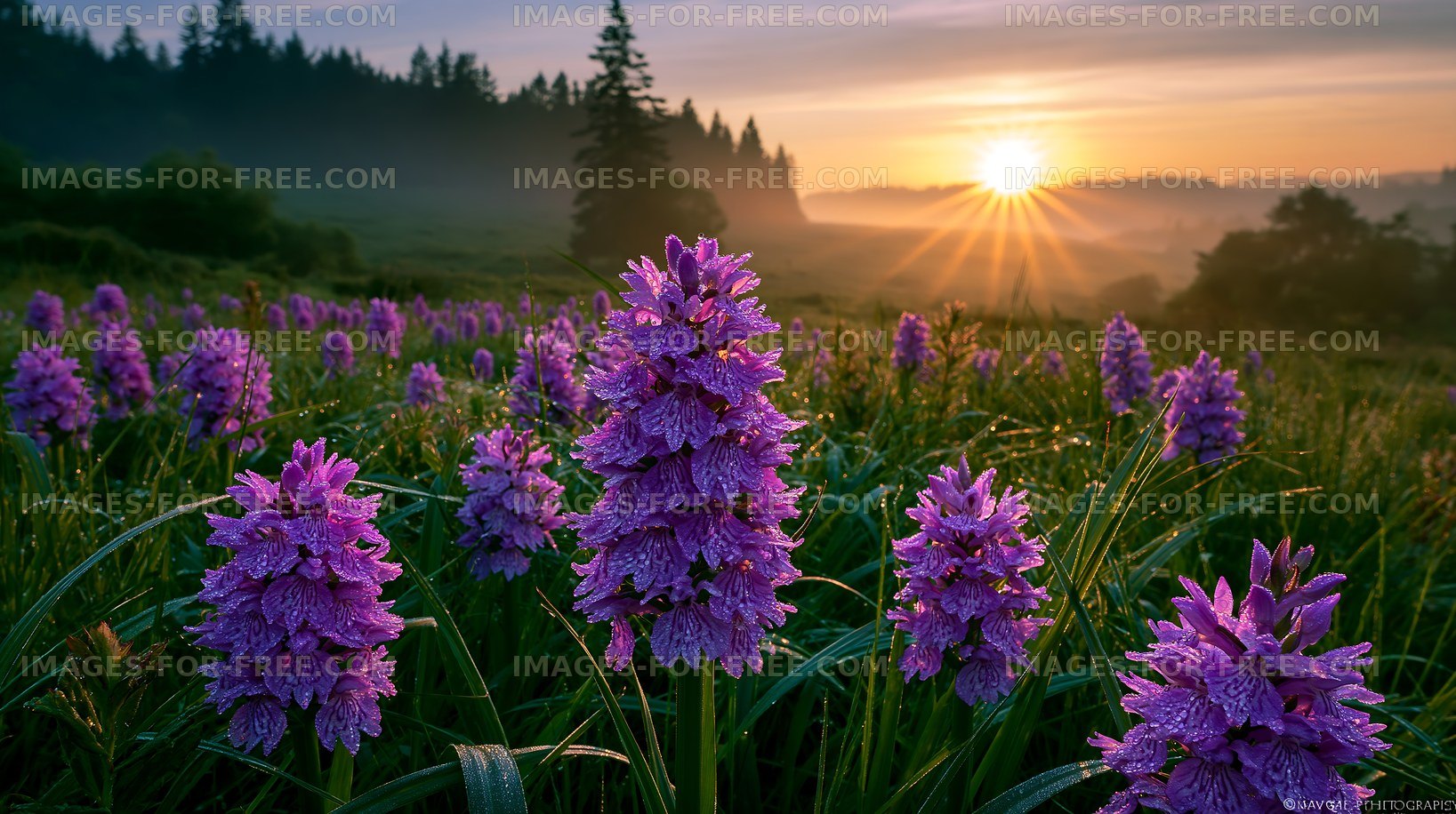 Purple flowers bloom in a field during sunrise
