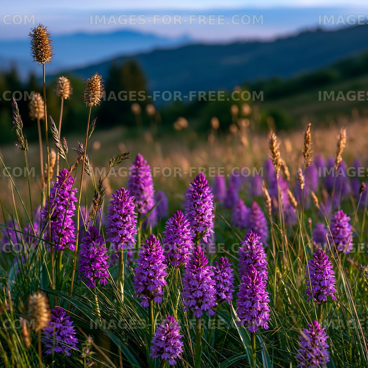Purple flowers bloom in a field during sunset near a mountain range