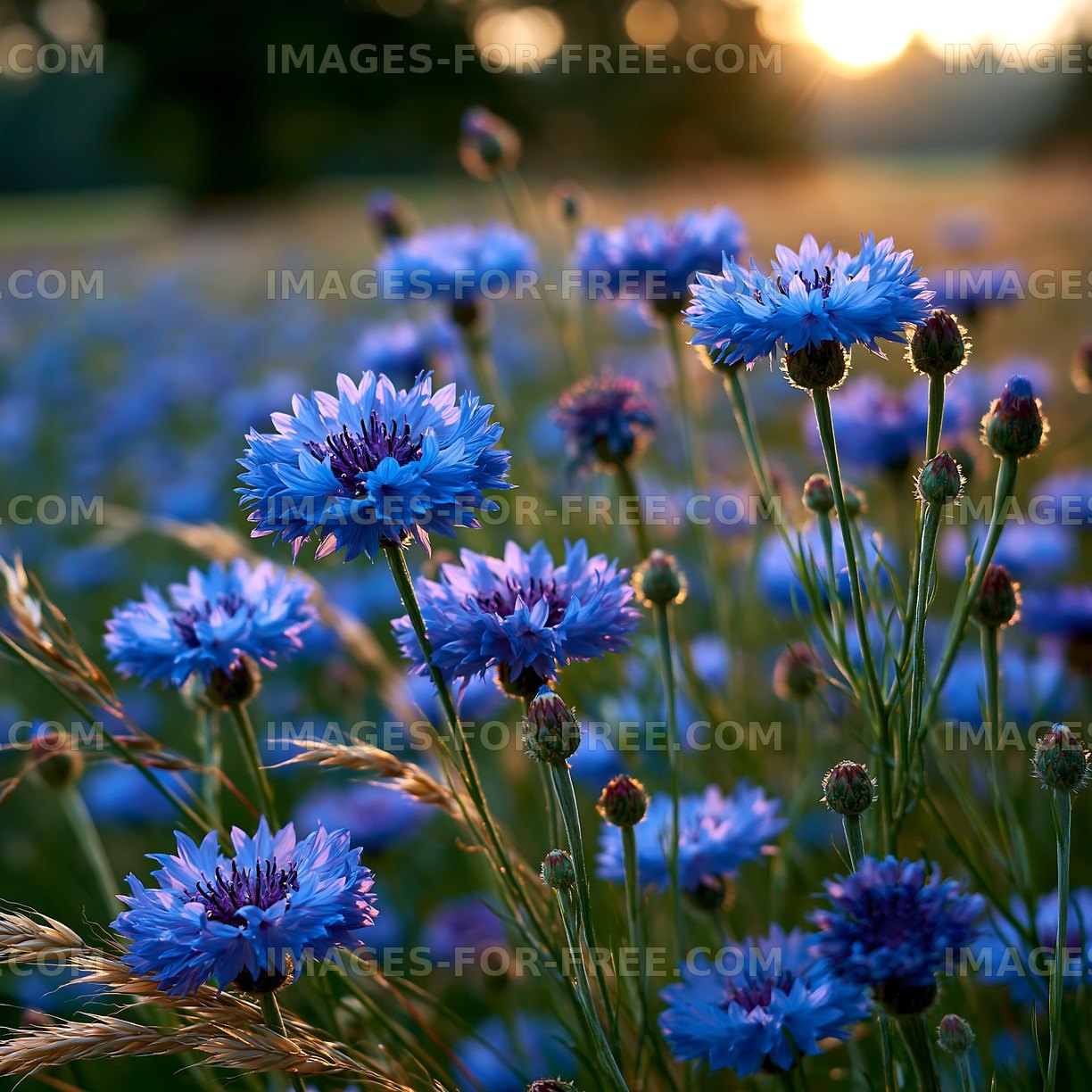 Blue flowers in a field during sunset
