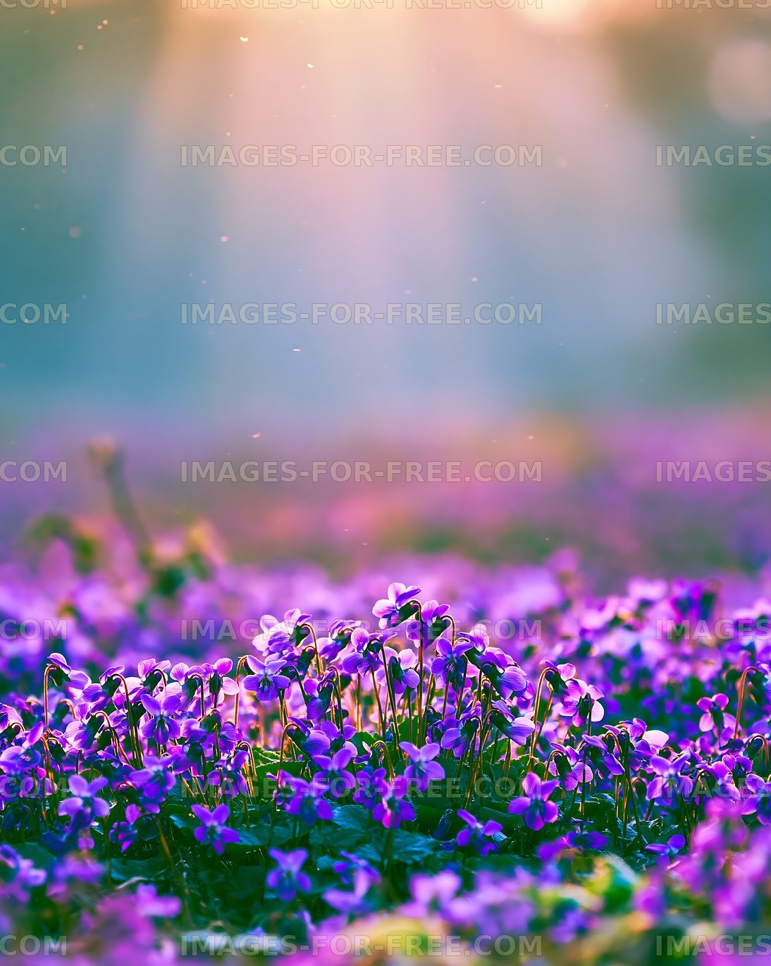 Purple flowers in a field during sunset