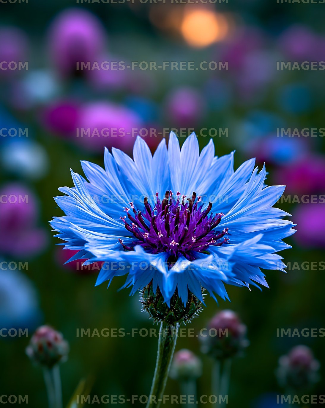 Bright blue flower in a vibrant field at sunset