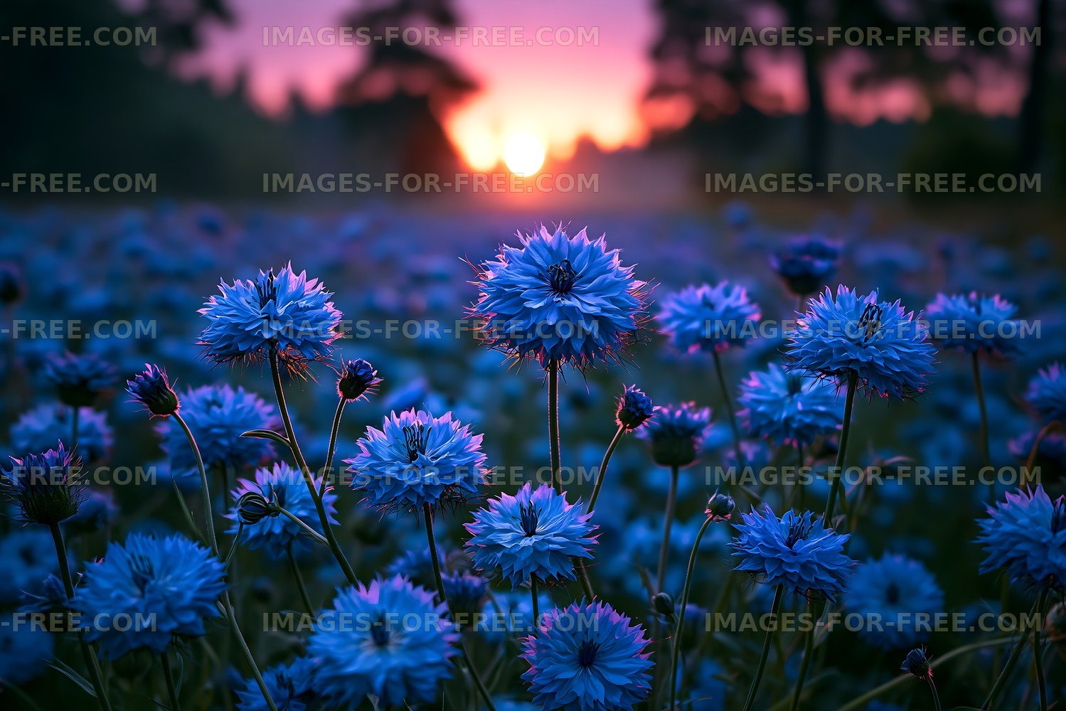 Blue flowers bloom at sunset in a field