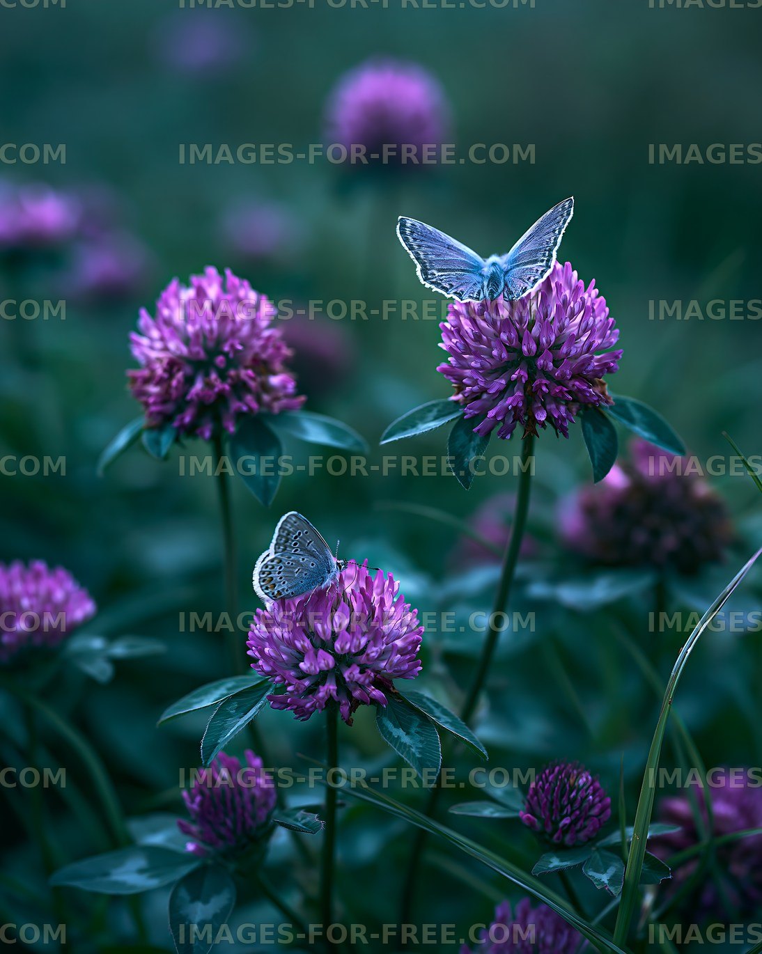 Butterflies on purple flowers in a garden