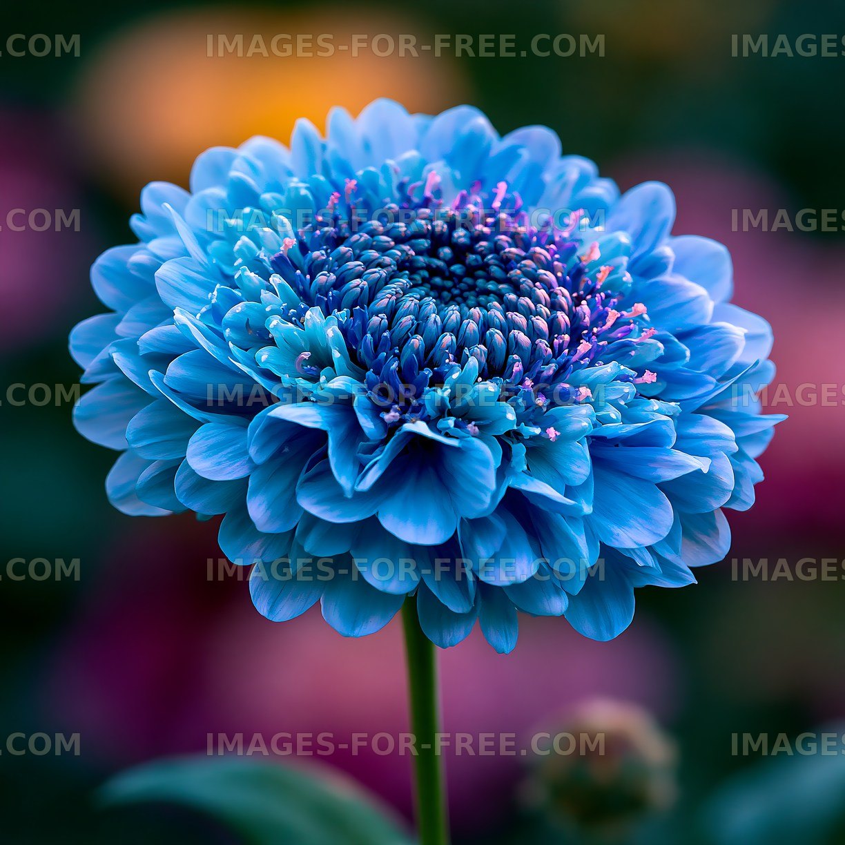 Bright blue flower in garden displays intricate petal details