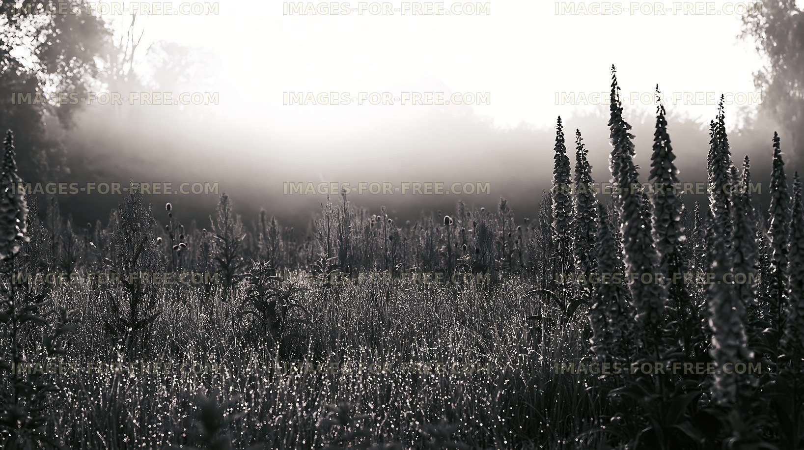 Foggy field with flowers and morning light