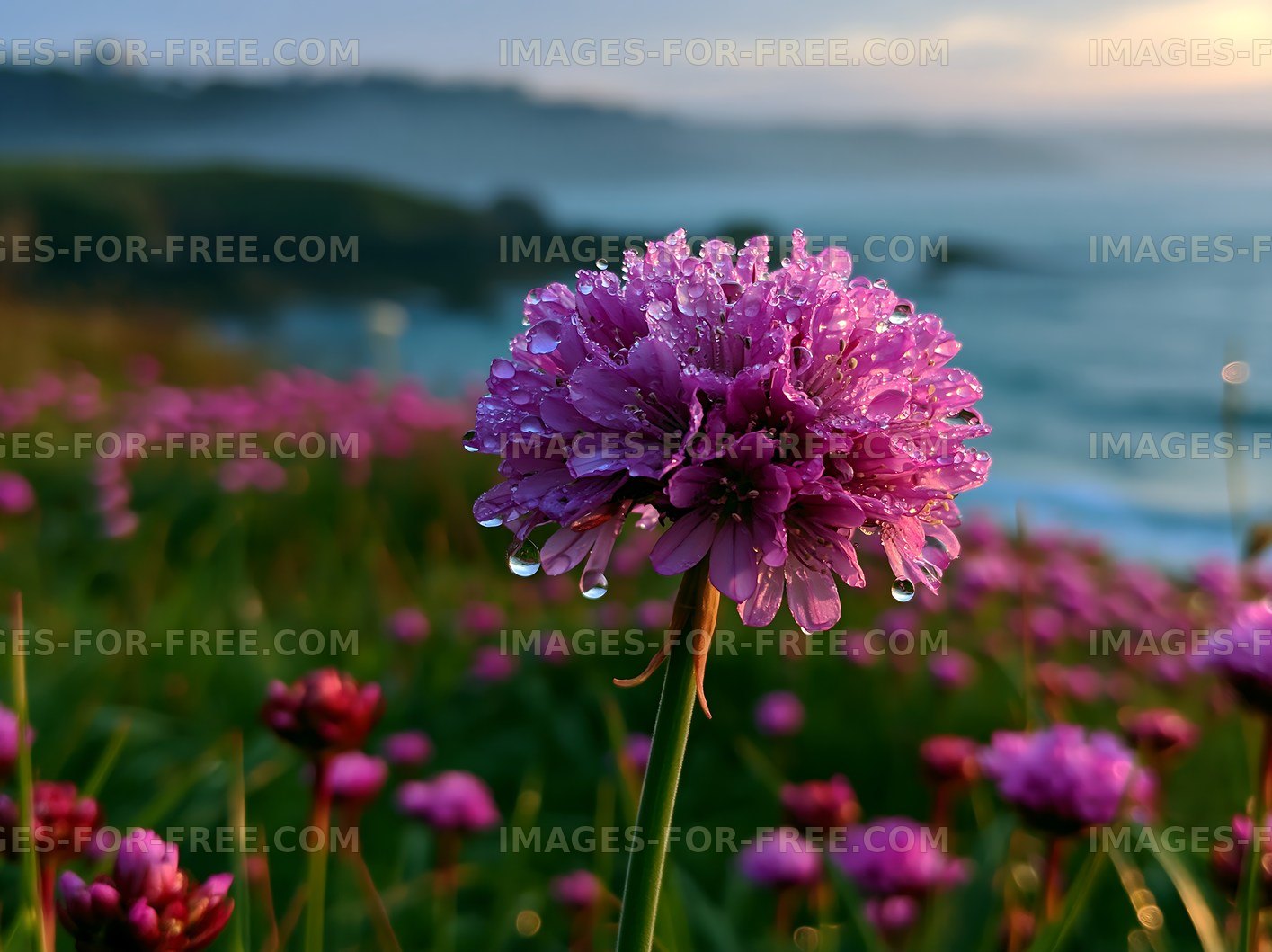 Purple flower with water droplets near the ocean at dawn