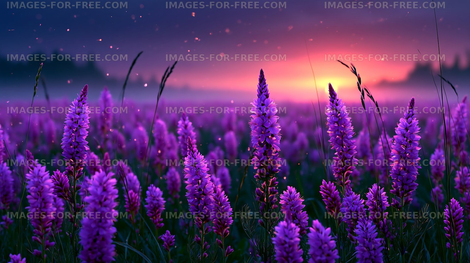 Beautiful lavender flowers bloom during sunset in a field
