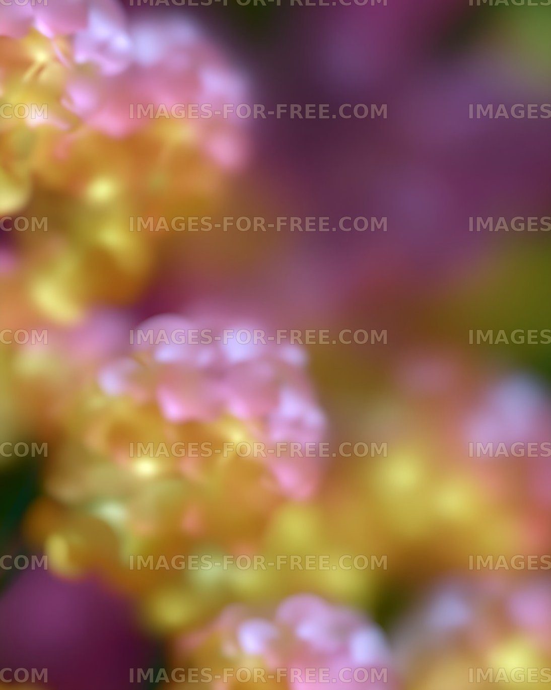 Colorful flower blooms in soft focus during spring season