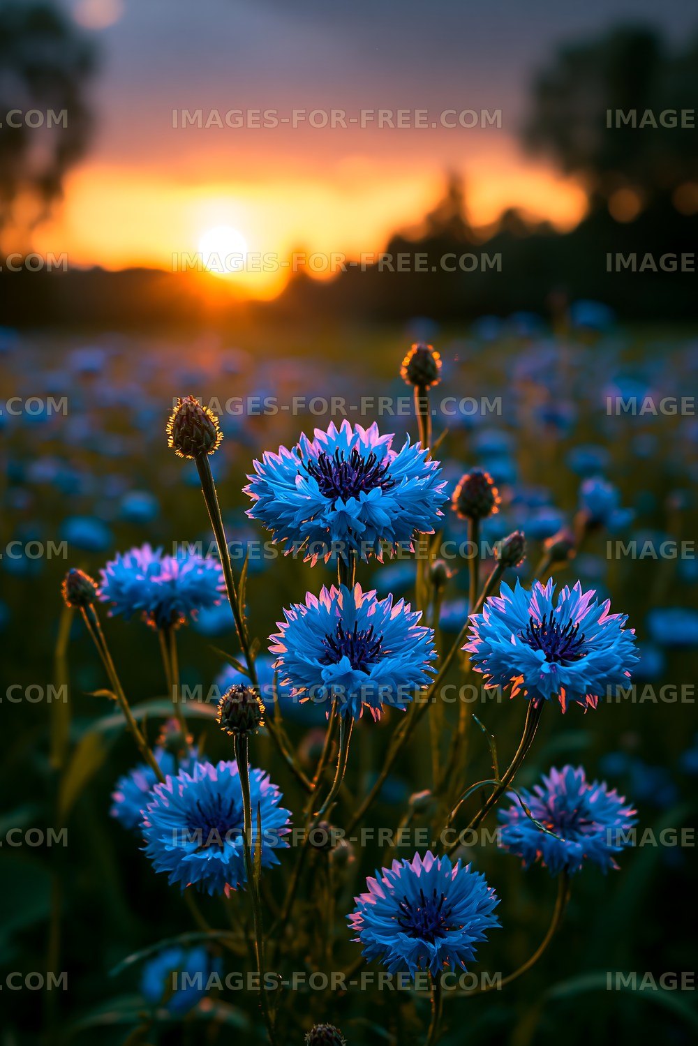 Blue flowers blooming at sunset in a field