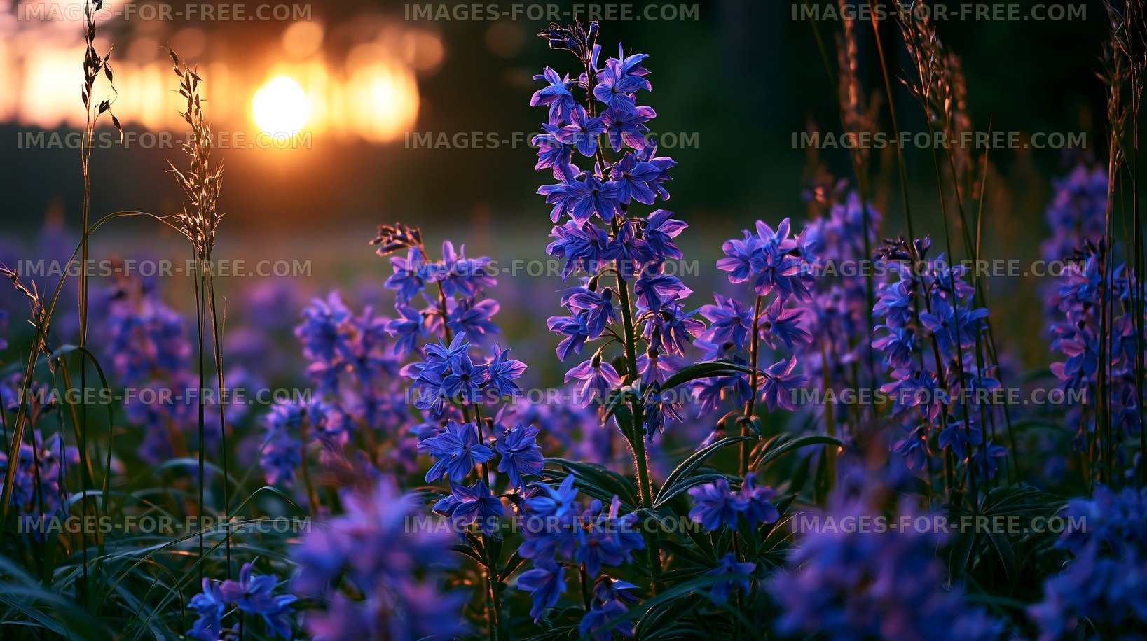 Flowers blooming under sunset light in a field