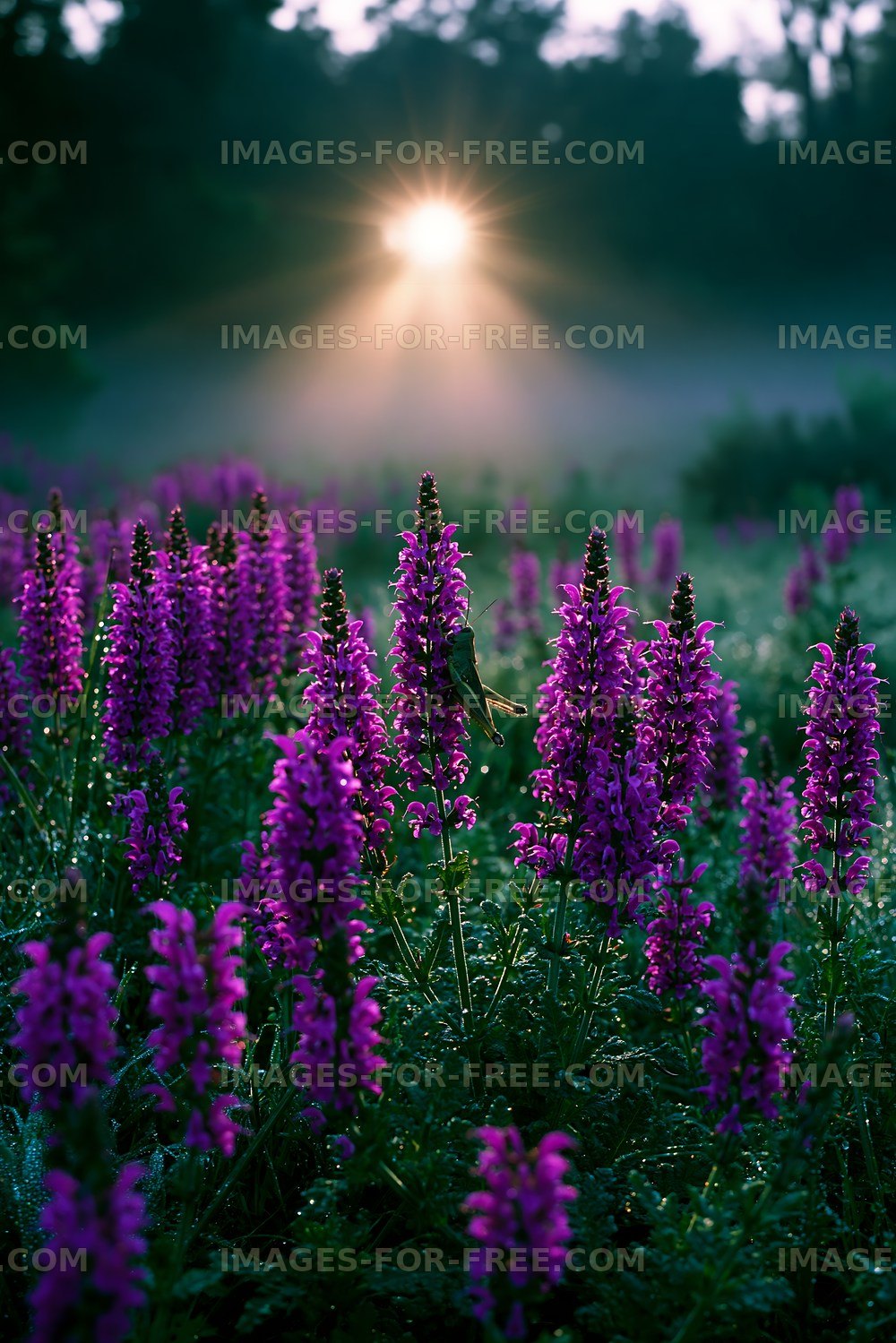 Sunrise over purple flowers in a misty field