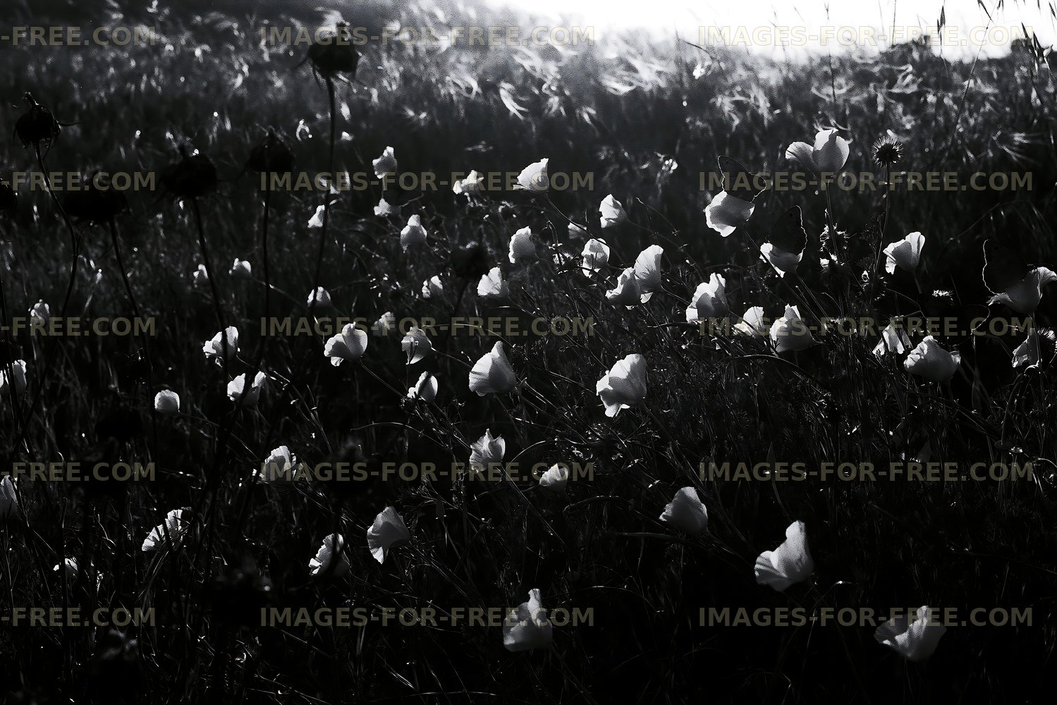 Black and white flowers in a field during sunset