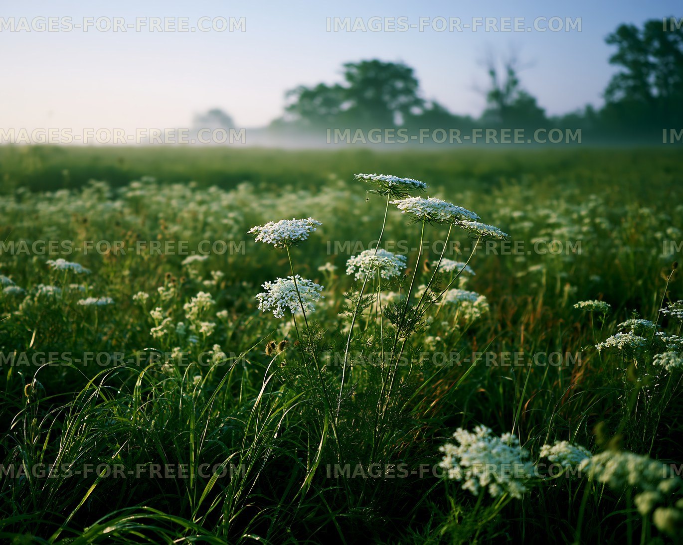 Morning fog over wildflowers in a grassy field