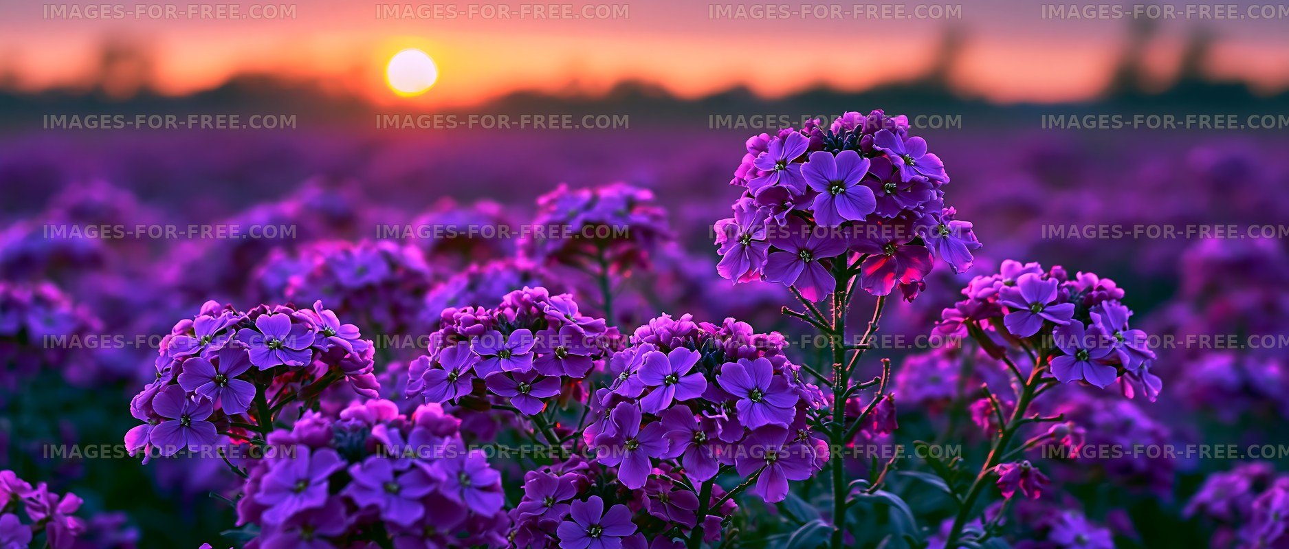 Purple flowers bloom during sunset in a field