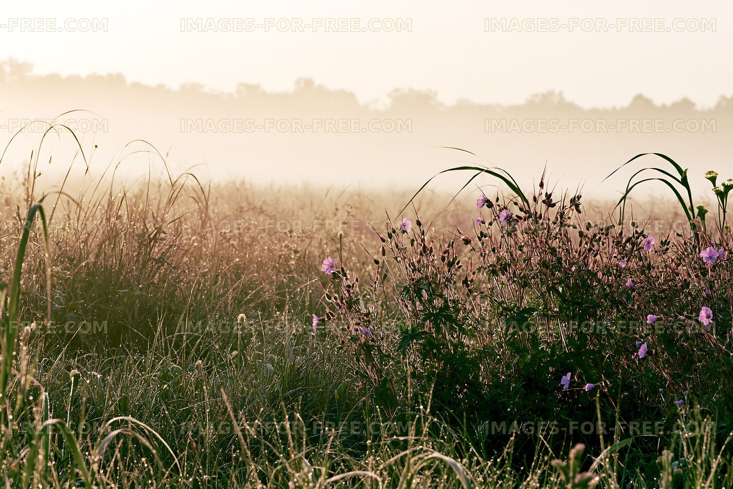 Early morning mist over a field with wildflowers