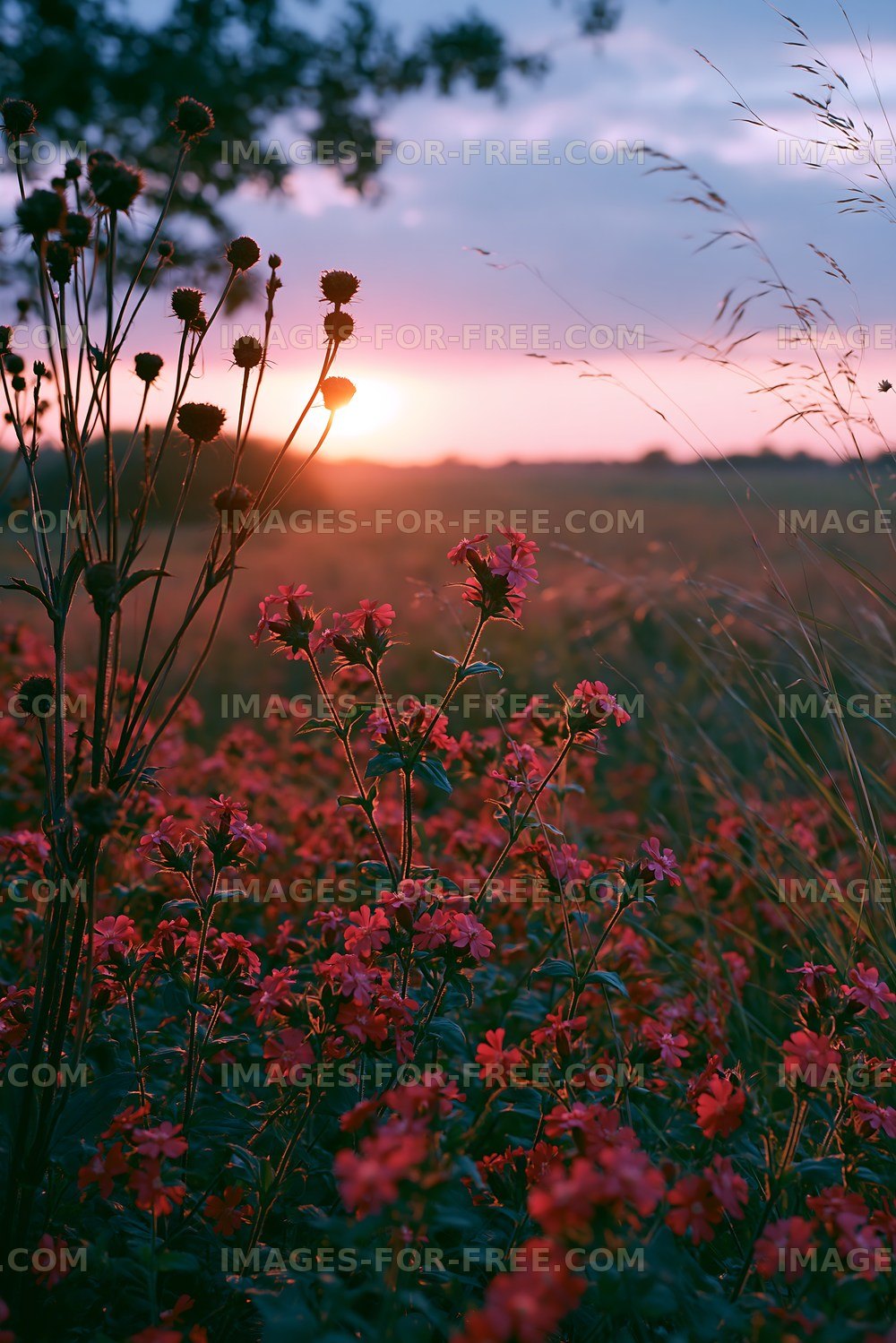Sunset over a field of wildflowers and tall grass