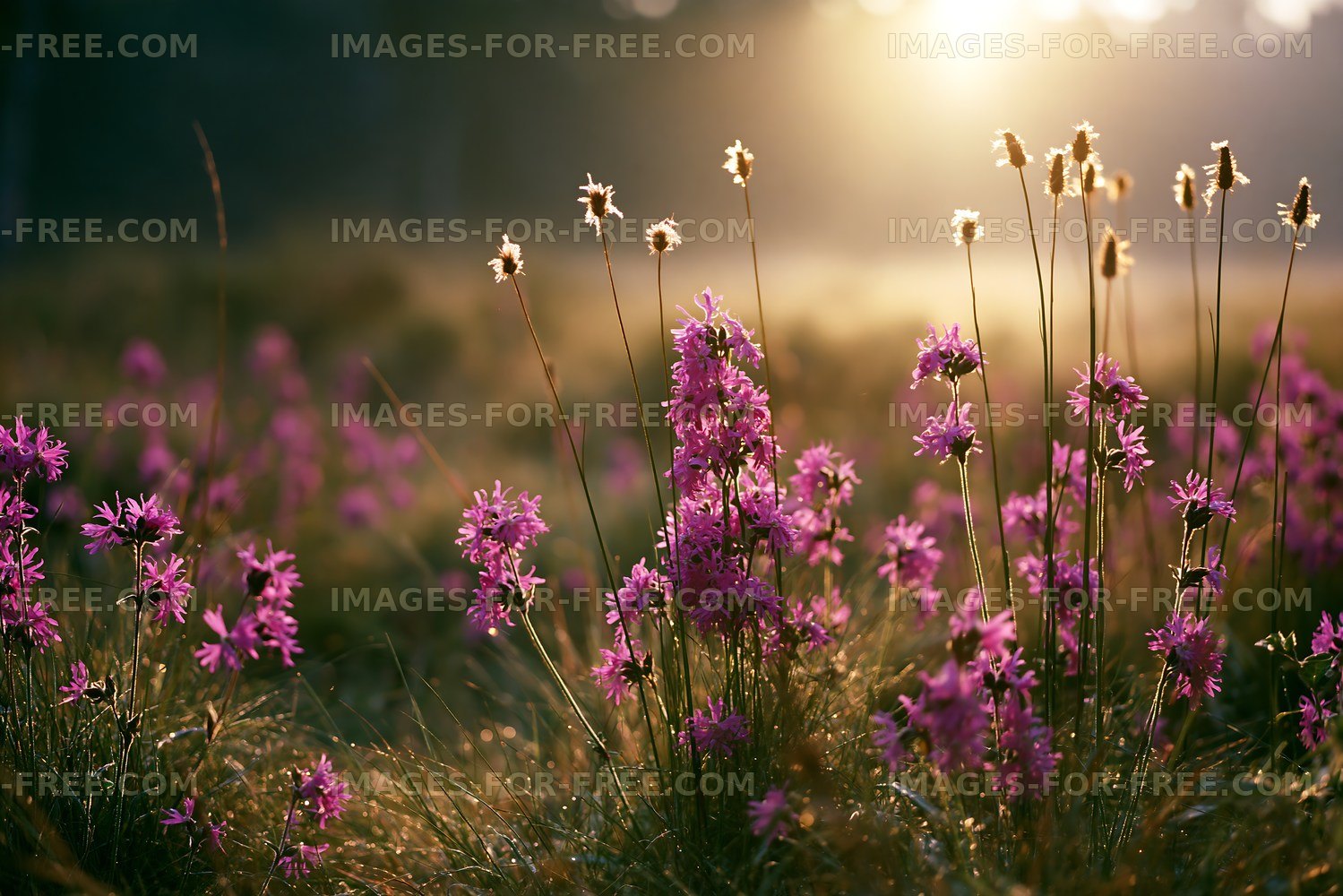 Purple flowers bloom in a field during golden hour