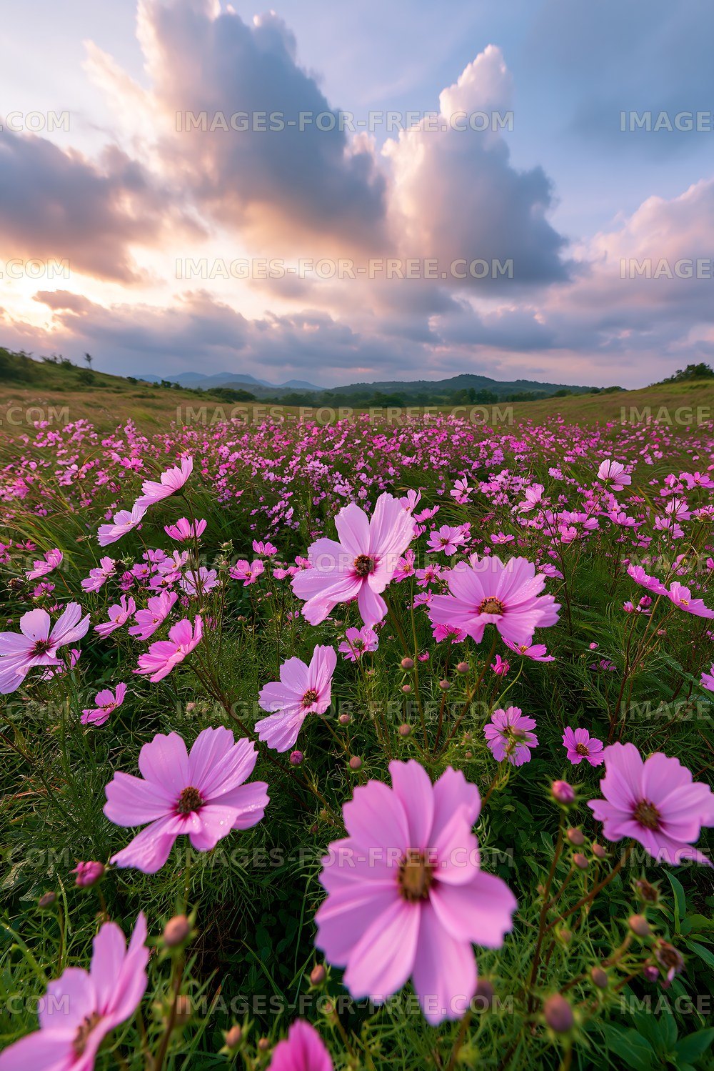 Wildflowers blooming under a cloudy sky at sunset