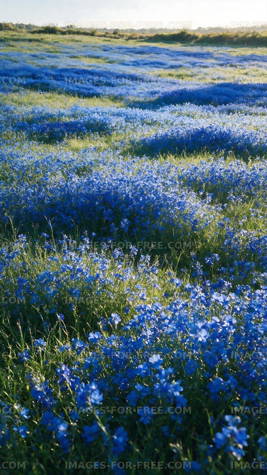 Vast field of blue flowers under natural light