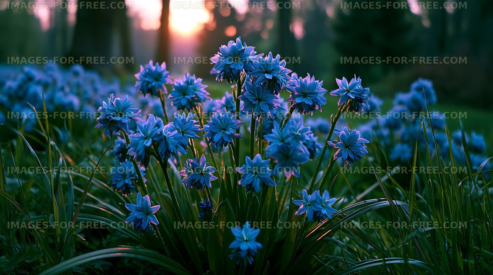 Blue wildflowers bloom in a garden at sunset
