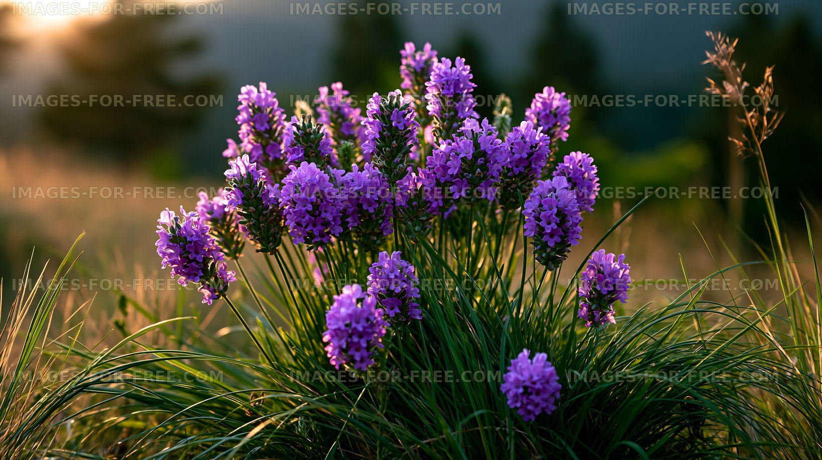 Purple flowers bloom in a field during sunset