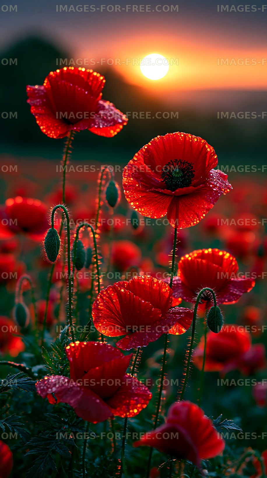 Sunset over blooming poppy flowers in a field