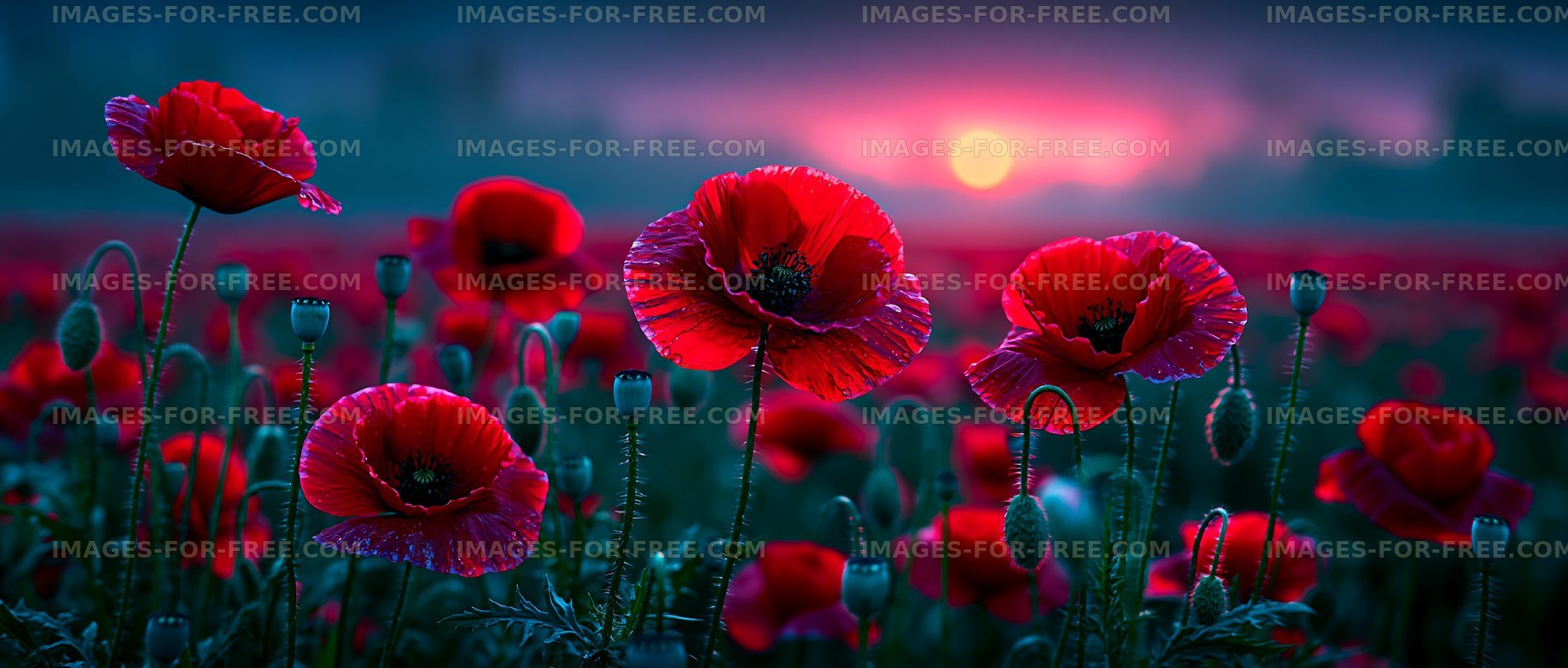 Vibrant poppy flowers bloom at sunset in a field