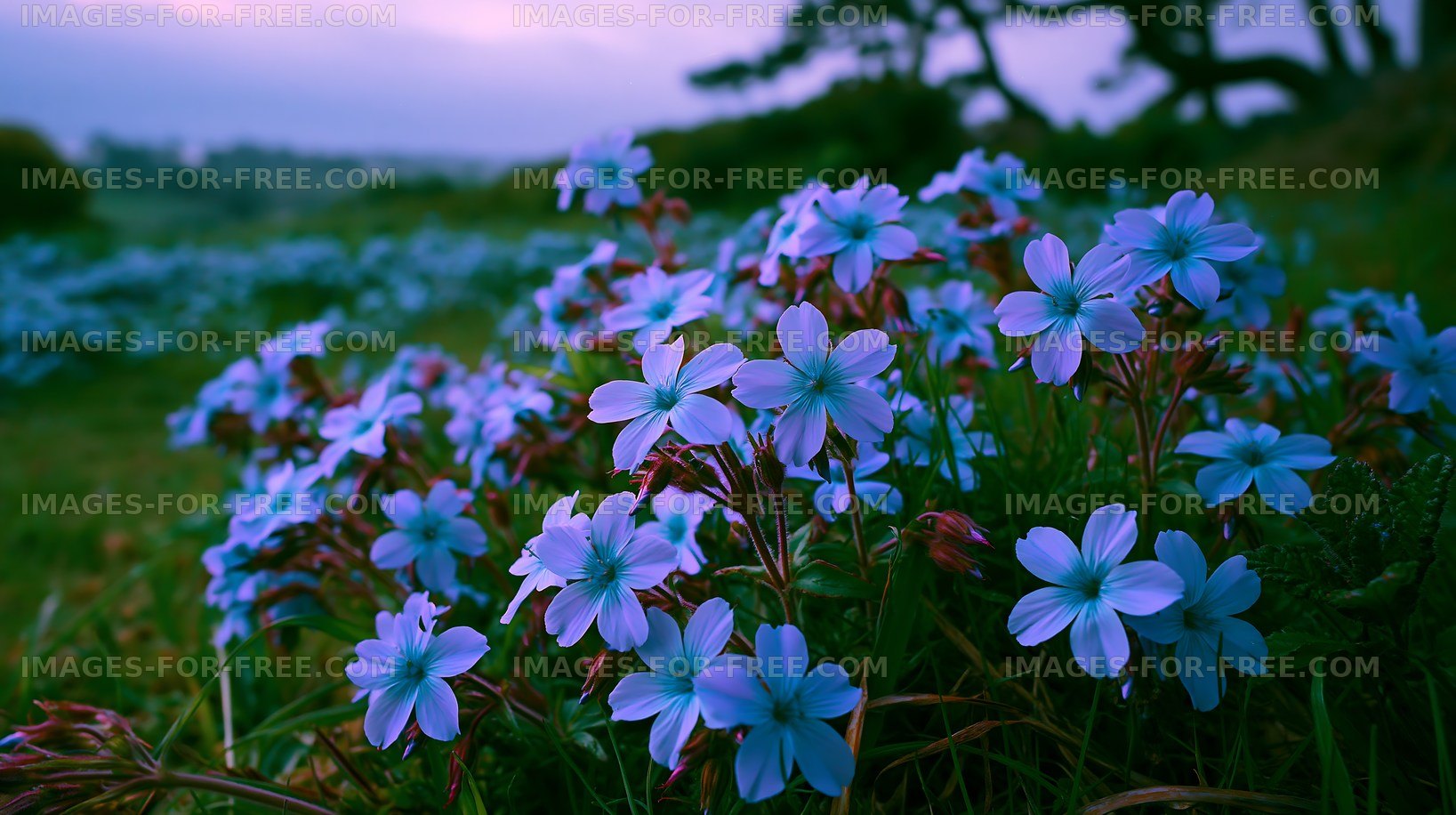 Blue flowers bloom in a green field during twilight