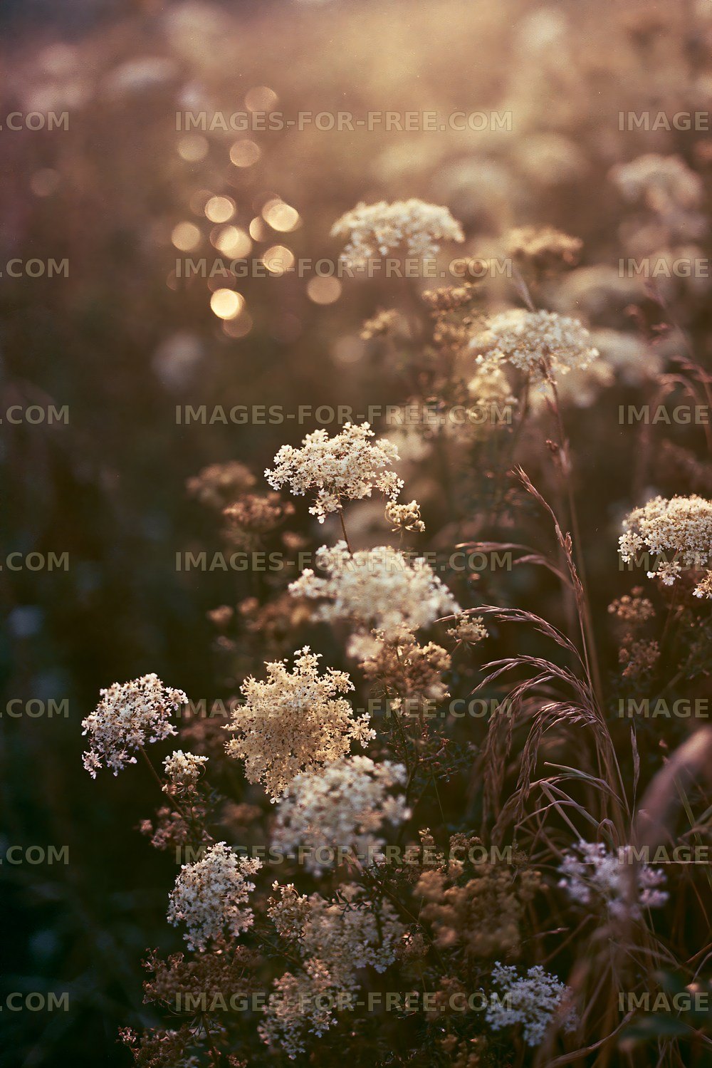 Golden hour light on wildflowers in a field