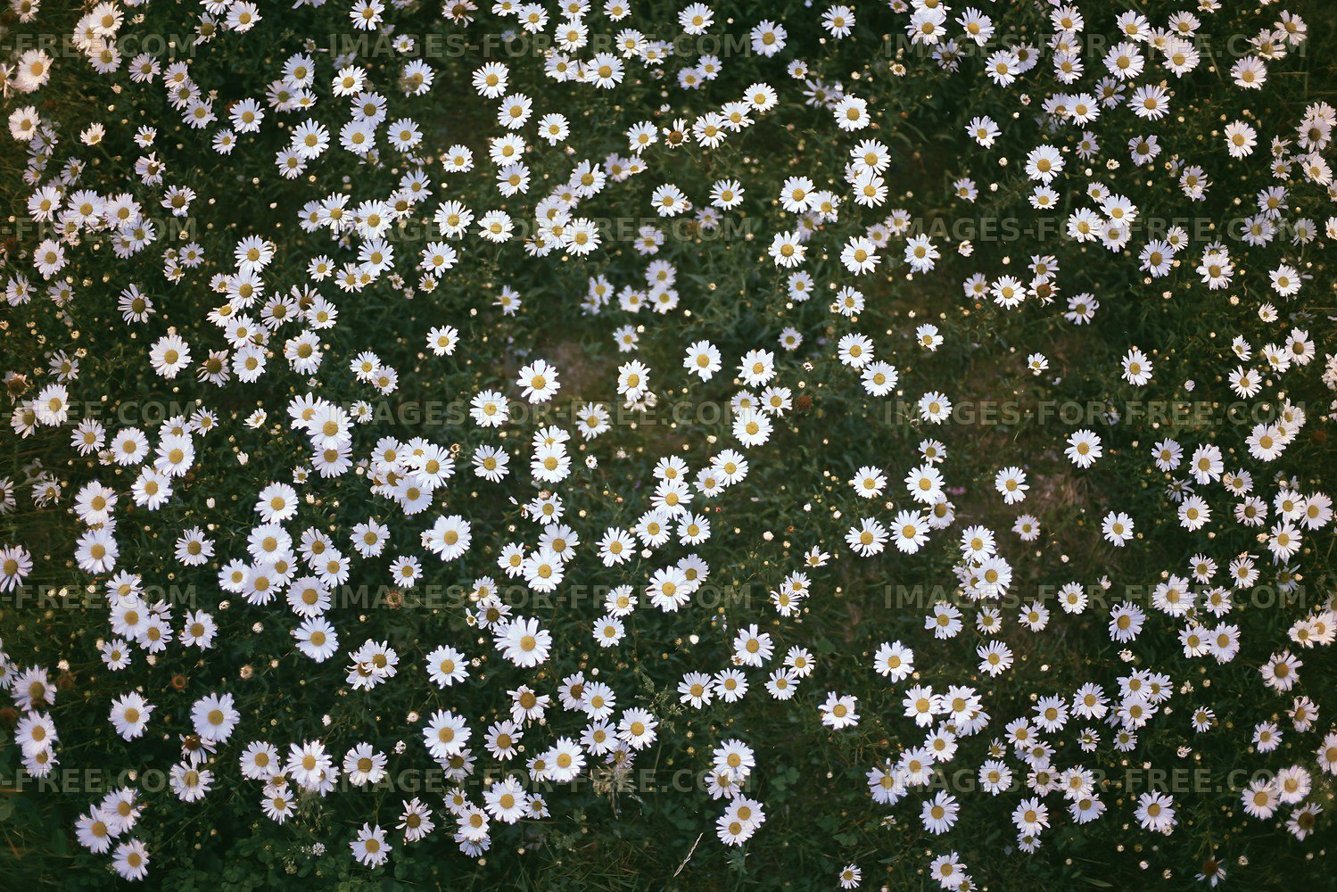 Daisies covering the ground in a vibrant green field