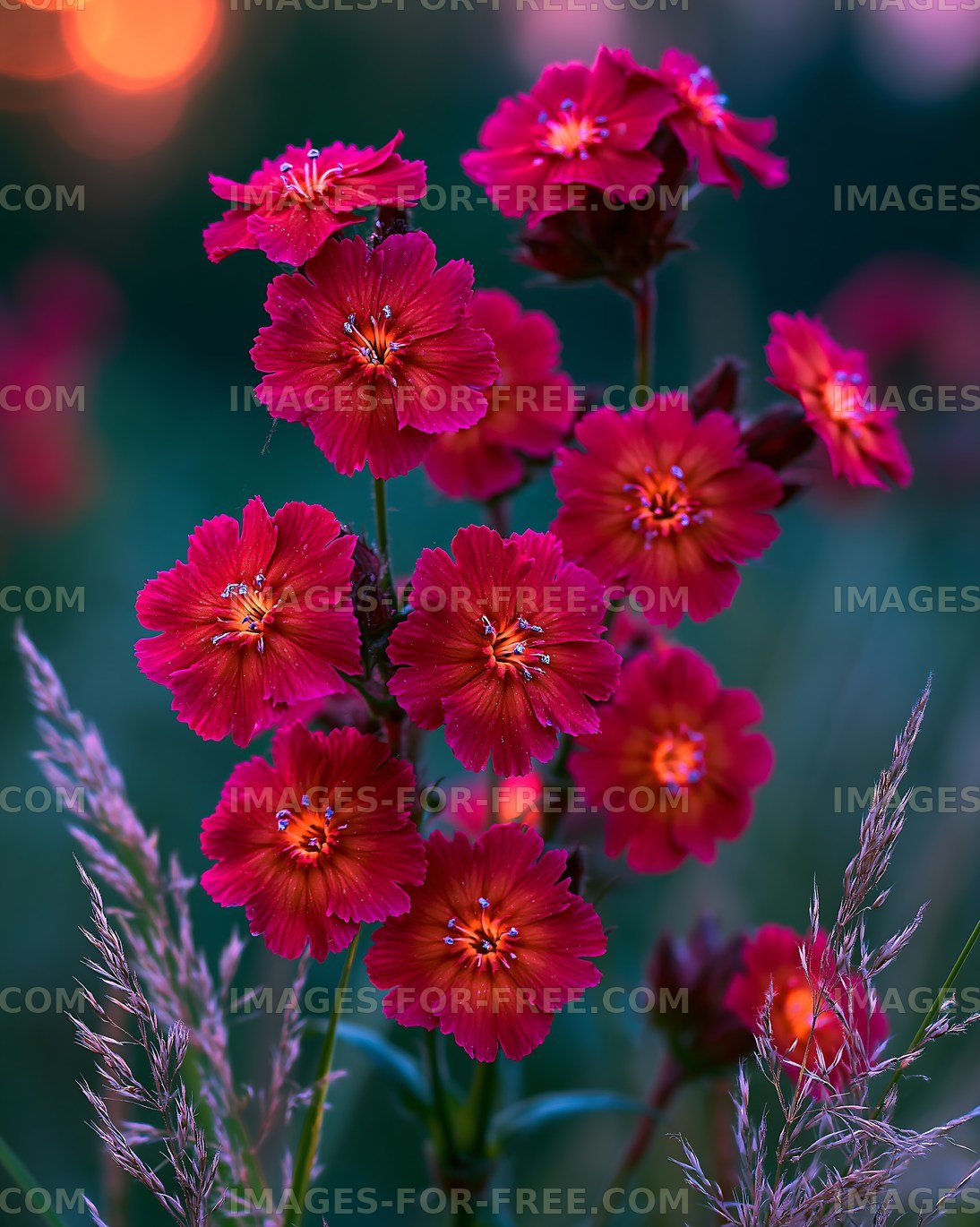 Bright red flowers bloom in a garden