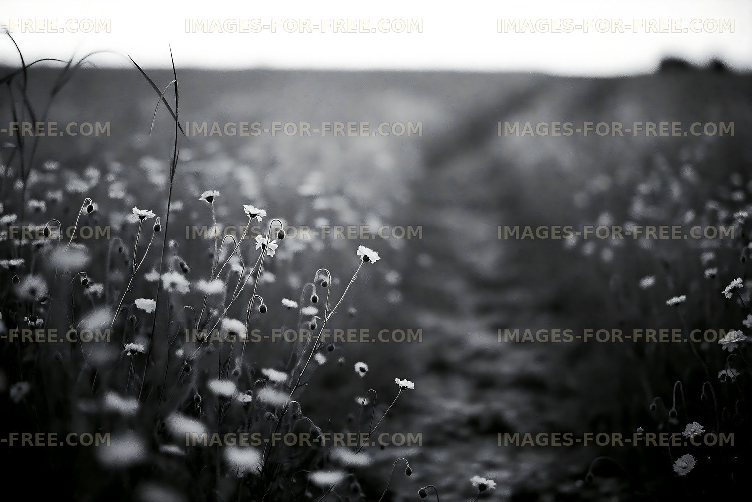 Path through a field of flowers in black and white