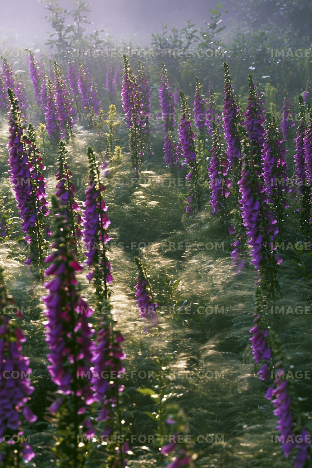 Purple flowers in a field during morning light