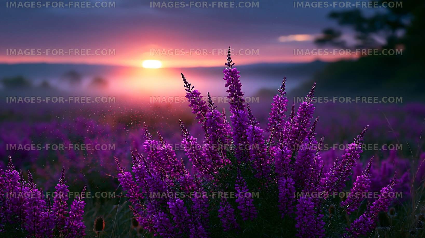Sunrise over purple flowers in a misty field