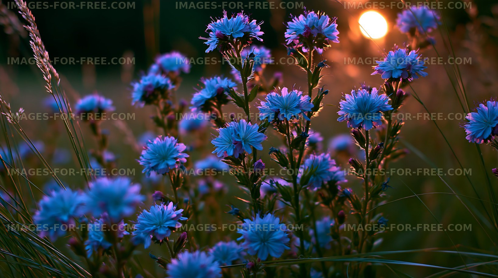 Bright blue flowers in a field at sunset