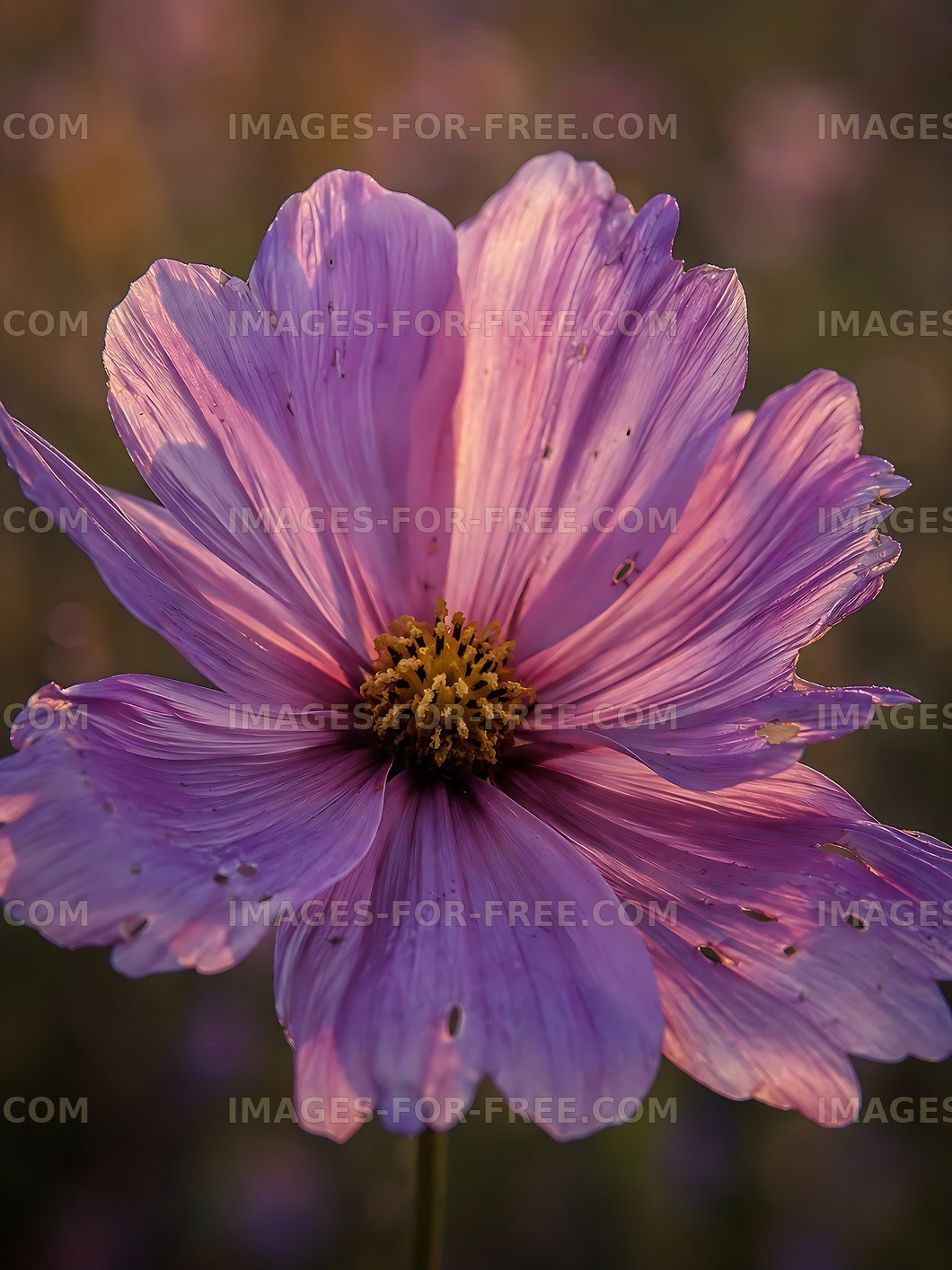 Close-up of a pink flower with damaged petals in a field