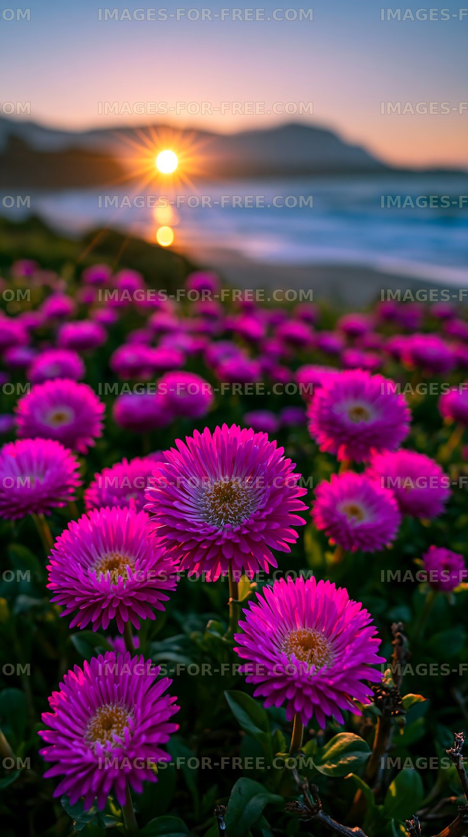Sunset over beach with blooming pink flowers in foreground