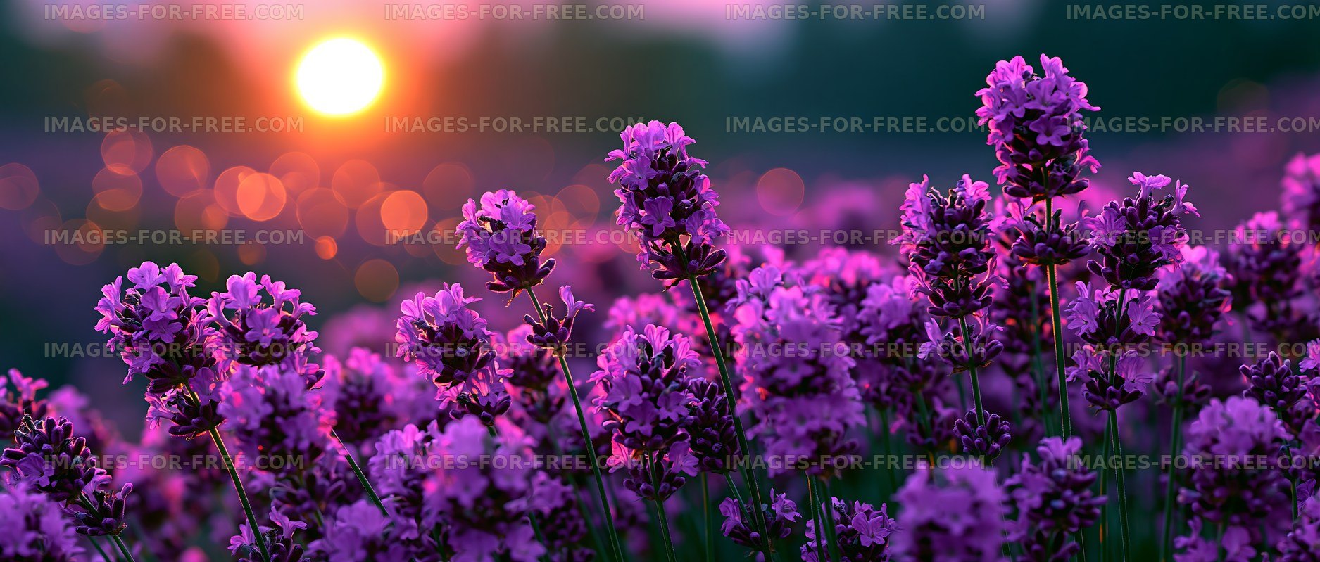 Lavender fields at sunset with warm lighting