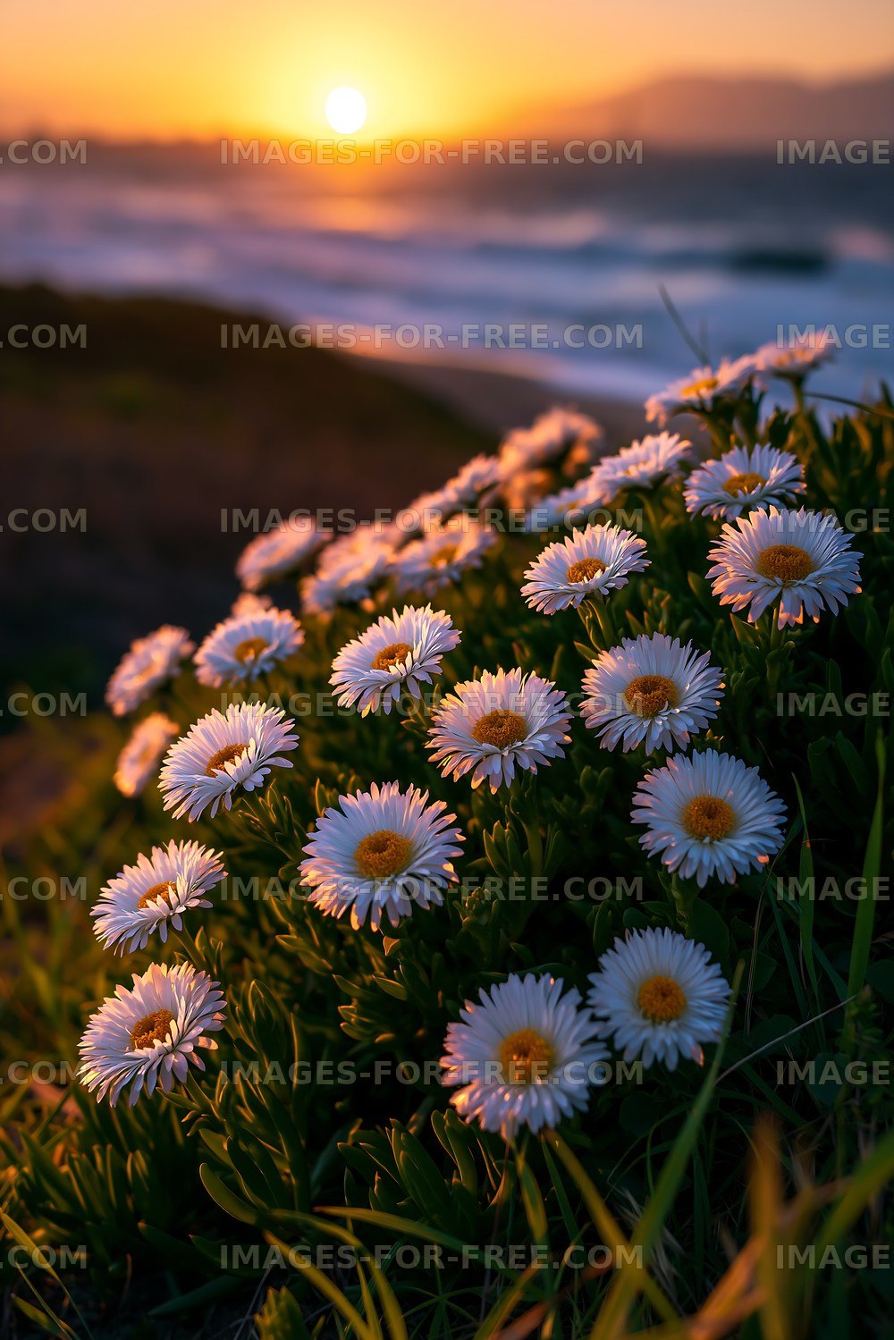 Flowers by the shore with sunset in the background