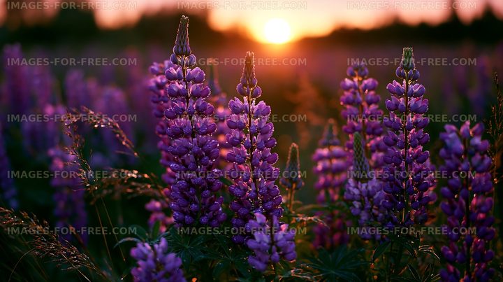 Purple flowers in a field during sunset