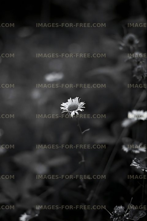 Single white flower growing in a field of greenery