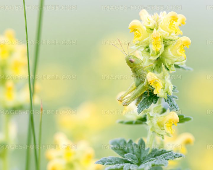 Grasshopper on yellow flowers during daytime